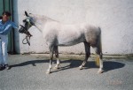 Dahlåkras Fazette f. 2000 e. Paddock Camargue RW 91 u. Dahlåkras Tiara RW 1109